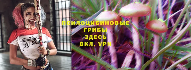 нарко площадка телеграм  где продают   Демидов  Галлюциногенные грибы Magic Shrooms 